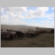 24. de kudde schapen en geiten naar de drinkplaats drijven.JPG